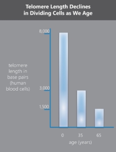 telomere_length