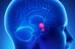 Human Growth Hormone Pituitary Gland