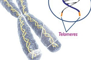 Telomere Length Testing For Women